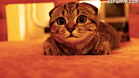 779651_cat-funny-animals-animation-animated-surprised-gif-binge-wide-eyed-attentive